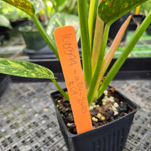 Load image into Gallery viewer, Philodendron Green Congo Nuclear Variegated exact plant, Fedex 2day*

