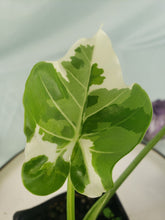 Load image into Gallery viewer, Alocasia Odora, Okinawa Silver, Exact Plant Variegated
