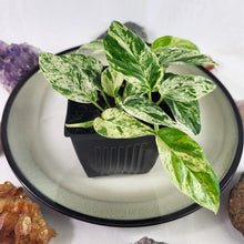 Load image into Gallery viewer, Epipremnum Pinnatum Marble, Exact Plant Variegated 4 top plant
