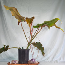 Load image into Gallery viewer, Philodendron Orange Marmalade, Exact Plant
