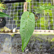 Load image into Gallery viewer, Anthurium Dolichostachyum , Exact Plant
