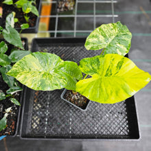 Load image into Gallery viewer, Alocasia Gageana Aurea, Exact Plant Variegated
