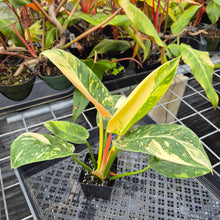 Load image into Gallery viewer, Philodendron Green Congo Nuclear, Exact Plant Variegated Ships Nationwide
