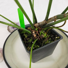 Load image into Gallery viewer, Philodendron Longilobatum Lelano Miyano, Exact Plant Large, mature
