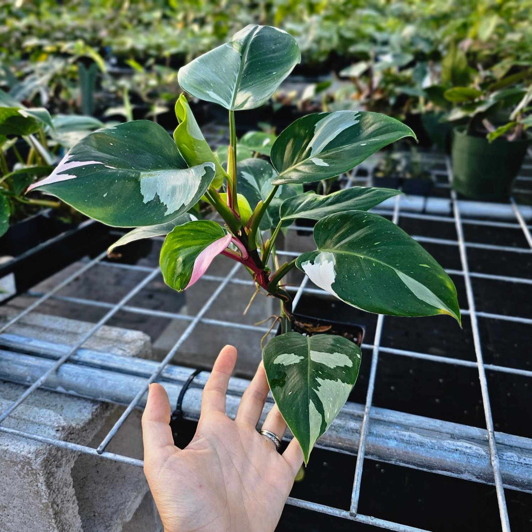 Philodendron White Princess, Exact Plant Variegated Ships Nationwide
