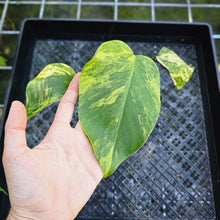 Load image into Gallery viewer, Monstera Borsigiana Aurea, Exact Plant Variegated
