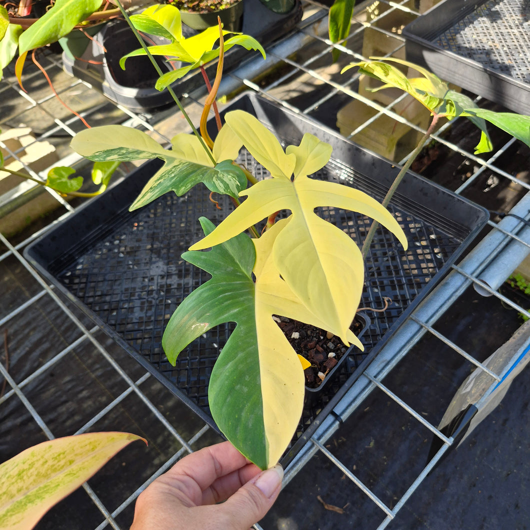Philodendron Florida Beauty, Exact Plant Variegated Ships Nationwide