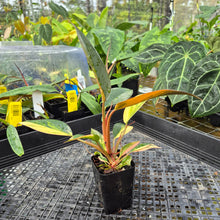 Load image into Gallery viewer, Philodendron Red Congo, Exact Plant Variegated Ships Nationwide
