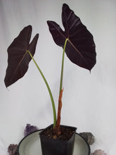 Load image into Gallery viewer, Alocasia Grandis, Exact Plant
