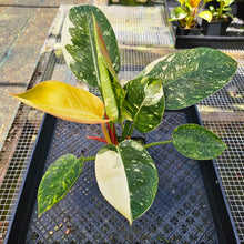 Load image into Gallery viewer, Philodendron Green Congo Nuclear, Exact Plant Variegated
