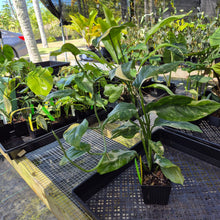 Load image into Gallery viewer, Monstera Lechleriana , Exact Plant Variegated Ships Nationwide
