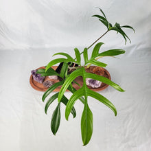Load image into Gallery viewer, Philodendron Quercifolium, Exact Plant Ships Nationwide
