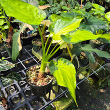 Load image into Gallery viewer, Alocasia Cucullata Variegated 6" pot, Fedex 2day
