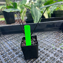 Load image into Gallery viewer, Alocasia Macrorhizza Black Stem, Exact Plant Variegated
