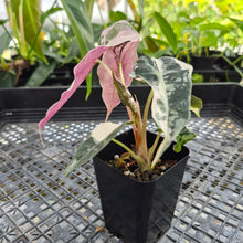 Load image into Gallery viewer, Alocasia polly snowflake pink variegated, Exact Plant Ships Nationwide.
