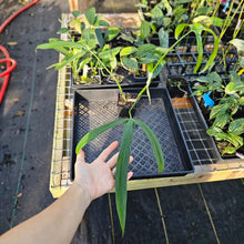 Load image into Gallery viewer, Philodendron Holtonianum, Exact Plant Ships Nationwide
