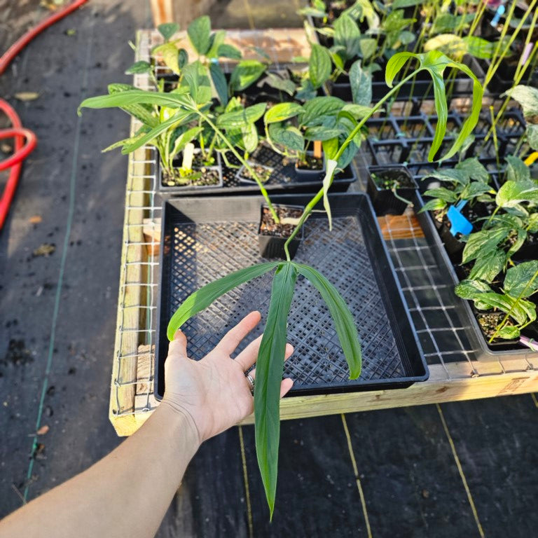 Philodendron Holtonianum, Exact Plant Ships Nationwide
