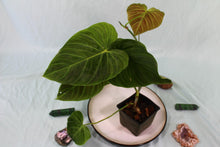 Load image into Gallery viewer, Philodendron Splendid Exact Plant Ships Nationwide
