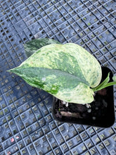 Load image into Gallery viewer, Scindapsus Jade Satin Marble Queen, Exact Plant Variegated Ships Nationwide
