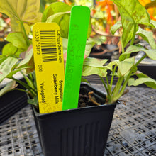 Load image into Gallery viewer, Syngonium Strawberry Milk, Exact Plant Variegated Ships Nationwide
