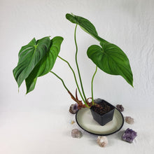 Load image into Gallery viewer, Philodendron Pastazanum, Exact Plant Large
