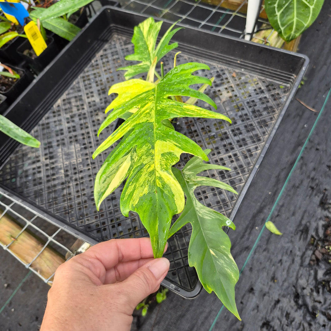 Philodendron Florida Beauty X Tortum, Exact Plant Variegated Ships Nationwide