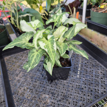 Load image into Gallery viewer, Syngonium Three Kings Magic Marble, Exact Plant Variegated Ships Nationwide
