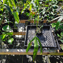 Load image into Gallery viewer, Philodendron Holtonianum, Exact Plant Ships Nationwide
