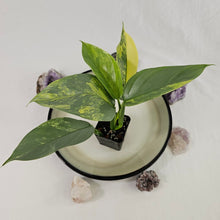 Load image into Gallery viewer, Philodendron Hastatum Silver Sword, Exact Plant Variegated Ships Nationwide

