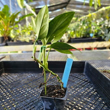 Load image into Gallery viewer, Monstera Standleyana Aurea, Exact Plant Variegated Ships Nationwide
