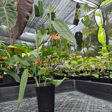 Load image into Gallery viewer, Anthurium Sp. Limon, Exact Plant Ships Nationwide
