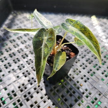 Load image into Gallery viewer, Alocasia Bambino Aurea, Exact Plant Variegated Ships Nationwide
