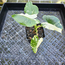 Load image into Gallery viewer, Alocasia Odora, Okinawa Silver, Exact Plant Variegated
