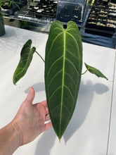 Load image into Gallery viewer, Anthurium Cirinoi, Exact Plant Ships Nationwide
