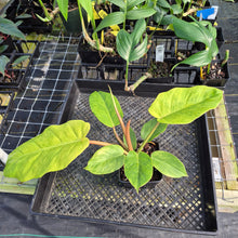 Load image into Gallery viewer, Philodendron Jungle Fever , Exact Plant Variegated Ships Nationwide
