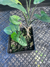 Load image into Gallery viewer, Syngonium Aurea, Exact Plant Variegated Ships Nationwide

