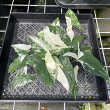 Load image into Gallery viewer, Syngonium Podophyllum Albo Variegata exact plant, Fedex 2day
