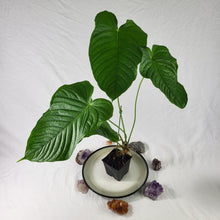 Load image into Gallery viewer, Anthurium Propinquum, Exact Plant Ships Nationwide
