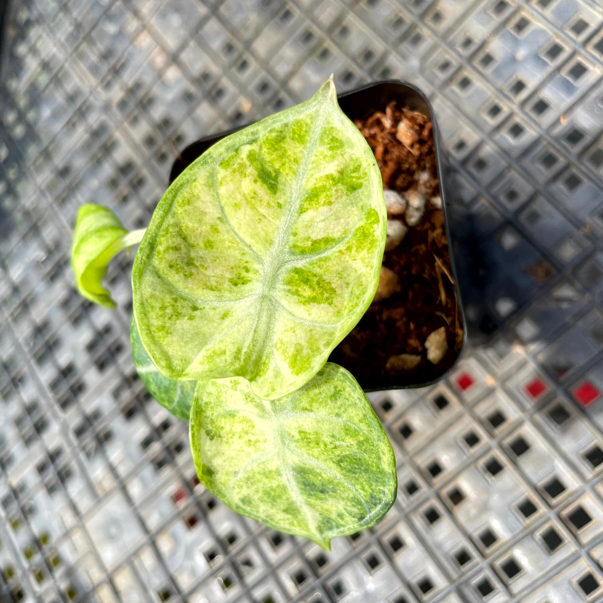 Alocasia Ninja Tricolor, Exact Plant Variegated Ships Nationwide
