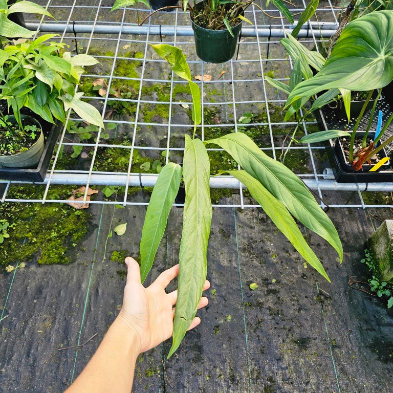 Anthurium Spectabile, Exact Plant