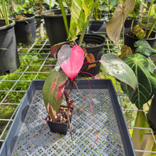 Load image into Gallery viewer, Philodendron Pink Princess, Exact Plant Variegated Ships Nationwide
