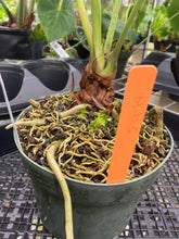 Load image into Gallery viewer, Anthurium Faustomirandae, Faustino&#39;S Giant, Exact Plant Ships Nationwide
