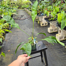 Load image into Gallery viewer, Anthurium Gracile, Exact Plant Ships Nationwide
