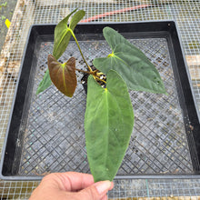 Load image into Gallery viewer, Anthurium Papillilaminum Fort Sherman X ( FS X Ralph Lynam), Exact Plant
