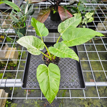 Load image into Gallery viewer, Philodendron Giganteum, Exact Plant Variegated
