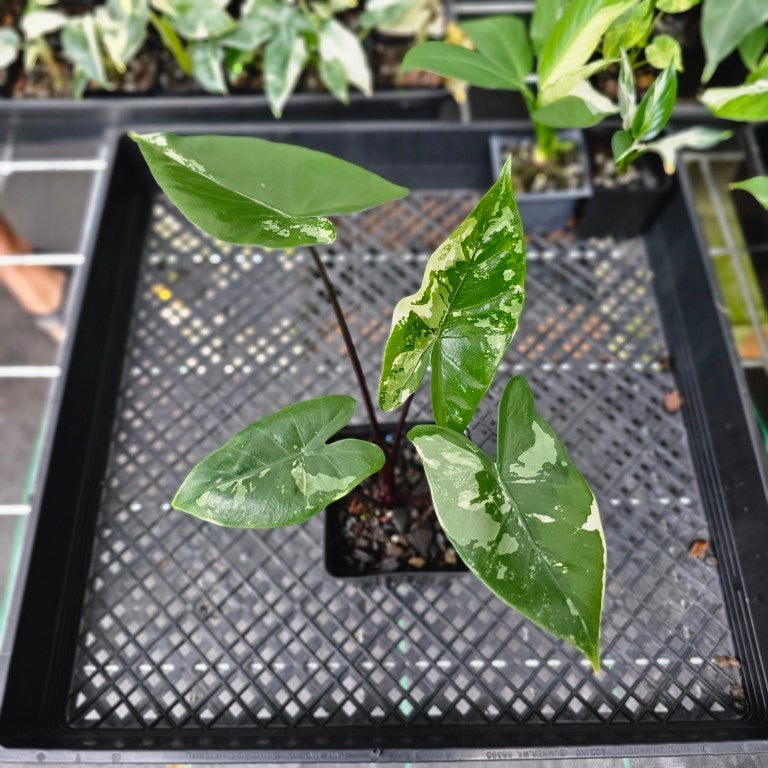 Alocasia Macrorhizza Black Stem, Exact Plant Variegated