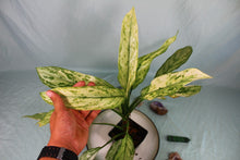 Load image into Gallery viewer, Variegated Aglaonema Silver Queen Ice Queen Exact Plant
