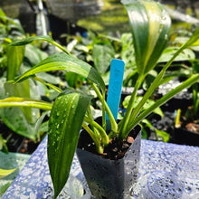 Load image into Gallery viewer, Epipremnum Amplissimum, Exact Plant Variegated Ships Nationwide
