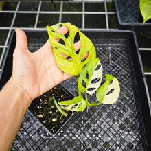 Load image into Gallery viewer, Monstera Adansonii Albo Tricolor, Exact Plant Variegated
