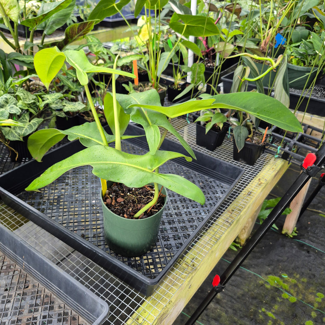 Philodendron Jerry Horne, Exact Plant Ships Nationwide